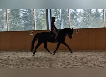 German Riding Horse, Mare, 8 years, 15.3 hh, Black
