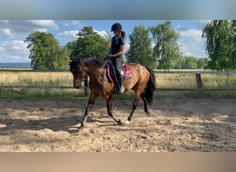 German Riding Horse, Mare, 8 years, 15,2 hh, Brown