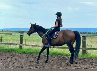 German Riding Horse, Mare, 8 years, 15,2 hh, Brown