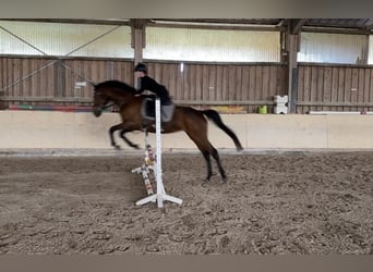 German Riding Horse, Mare, 8 years, 16.1 hh, Brown