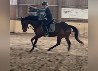 German Riding Horse, Mare, 8 years, 16.1 hh, Brown