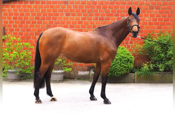 German Riding Horse, Mare, 8 years, 16.1 hh, Brown