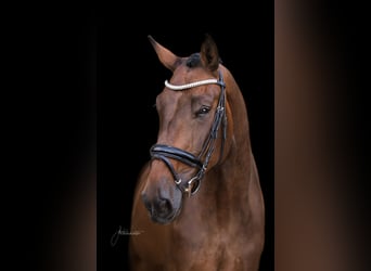 German Riding Horse, Mare, 8 years, 16.2 hh, Brown