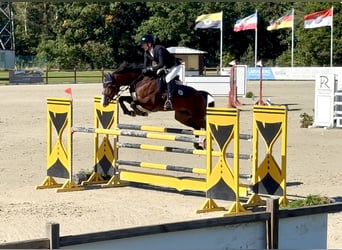 German Riding Horse, Mare, 8 years, 16 hh, Brown