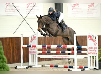 German Riding Horse, Mare, 8 years, 16 hh, Brown