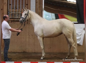 German Riding Horse, Mare, 8 years, 16 hh, Palomino