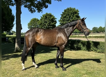 German Riding Horse, Mare, 8 years, 16,2 hh, Brown