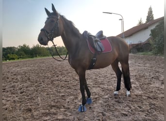 German Riding Horse, Mare, 8 years, 17 hh, Brown