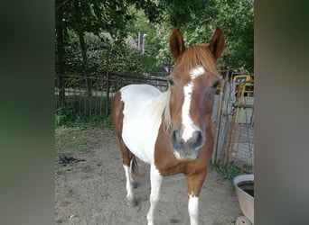 German Riding Horse Mix, Mare, 9 years, 14.1 hh, Pinto