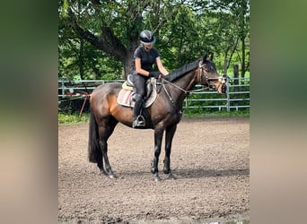 German Riding Horse, Mare, 9 years, 15.2 hh, Brown