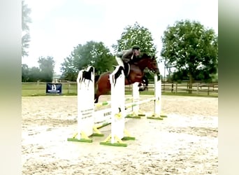 German Riding Horse, Mare, 9 years, 15.2 hh, Brown