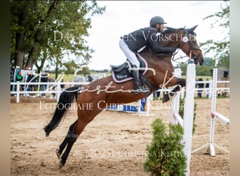 German Riding Horse, Mare, 9 years, 15.2 hh, Brown