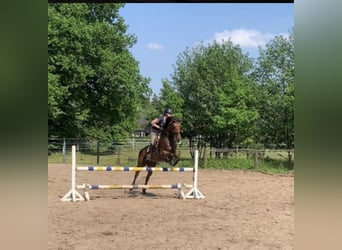 Deutsches Reitpferd, Stute, 9 Jahre, 15,3 hh, Brauner