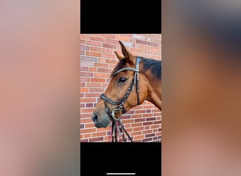 German Riding Horse, Mare, 9 years, 15,3 hh, Brown