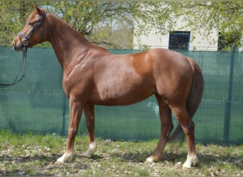 German Riding Horse, Mare, 9 years, 15 hh, Chestnut-Red