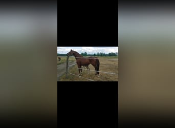 German Riding Horse, Mare, 9 years, 15 hh, Chestnut-Red