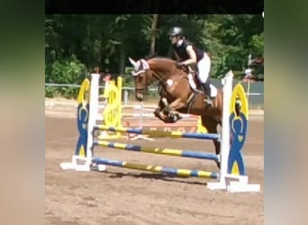 German Riding Horse, Mare, 9 years, 16,1 hh, Brown