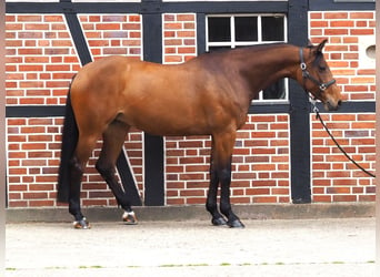 German Riding Horse, Mare, 9 years, 16.1 hh, Brown