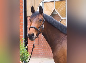 German Riding Horse, Mare, 9 years, 16.1 hh, Brown