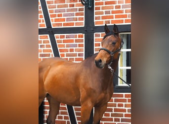 German Riding Horse, Mare, 9 years, 16.1 hh, Brown