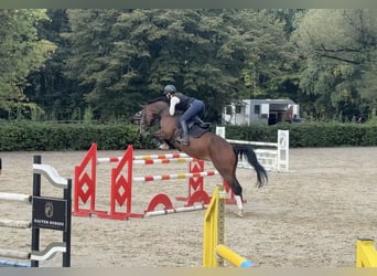 German Riding Horse, Mare, 9 years, 16.1 hh, Brown