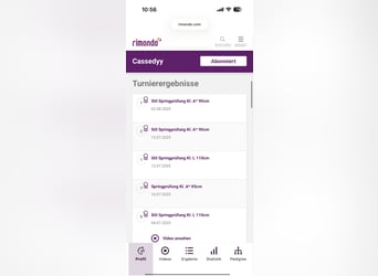 German Riding Horse, Mare, 9 years, 16.1 hh, Brown