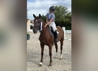 German Riding Horse, Mare, 9 years, 16.1 hh, Chestnut-Red