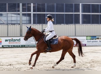 German Riding Horse, Mare, 9 years, 16.1 hh, Chestnut-Red
