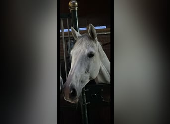 German Riding Horse, Mare, 9 years, 16,2 hh, Gray