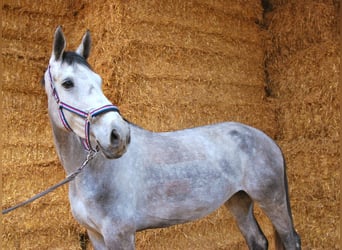 German Riding Horse, Mare, 9 years, 16.3 hh, Gray