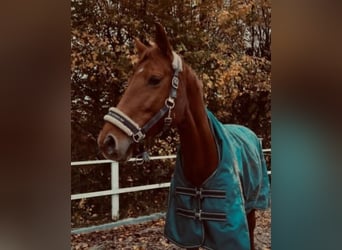 German Riding Horse, Mare, 9 years, 16 hh, Chestnut-Red