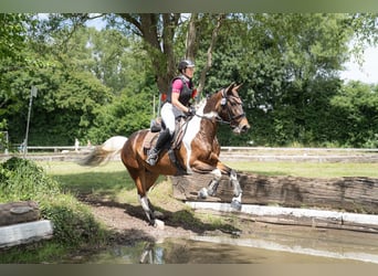 German Riding Horse, Mare, 9 years, 16 hh, Pinto