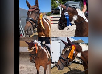 German Riding Horse, Mare, 9 years, 16 hh, Pinto
