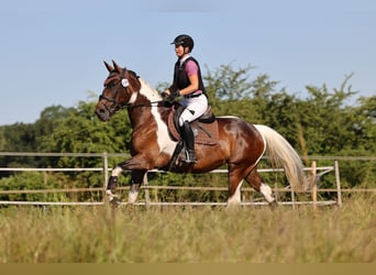 German Riding Horse, Mare, 9 years, 16 hh, Pinto