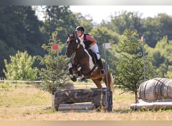German Riding Horse, Mare, 9 years, 16 hh, Pinto