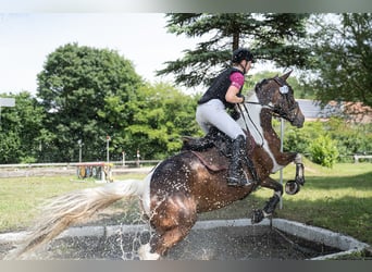 German Riding Horse, Mare, 9 years, 16 hh, Pinto