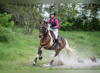 German Riding Horse, Mare, 9 years, 16 hh, Pinto
