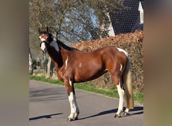German Riding Horse, Mare, 9 years, 16 hh, Pinto