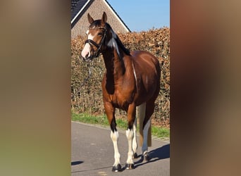 German Riding Horse, Mare, 9 years, 16 hh, Pinto