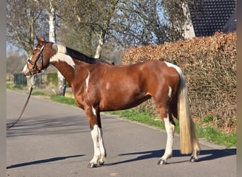 German Riding Horse, Mare, 9 years, 16 hh, Pinto