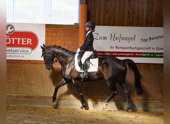 German Riding Horse, Mare, 9 years, 16 hh, Smoky-Black