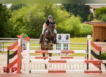 German Riding Horse, Mare, 9 years, 16,1 hh, Black