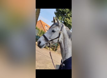 German Riding Horse, Mare, 9 years, 16,1 hh, Grey