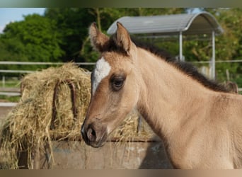 German Riding Horse, Mare, Foal (05/2024), 14.2 hh, Dun