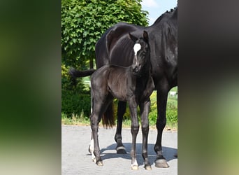 German Riding Horse, Mare, Foal (05/2026), 16.1 hh, Black