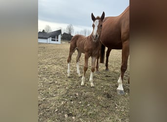 German Riding Horse, Mare, Foal (03/2026), 16.1 hh, Chestnut-Red