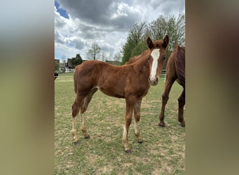 German Riding Horse, Mare, Foal (03/2026), 16.1 hh, Chestnut-Red