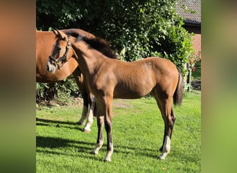 German Riding Horse, Mare, Foal (05/2025), 16.1 hh
