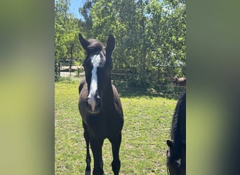 German Riding Horse, Mare, Foal (02/2026), 16.2 hh, Black