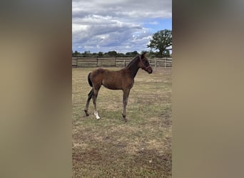 German Riding Horse Mix, Mare, Foal (06/2025), 16 hh, Brown
